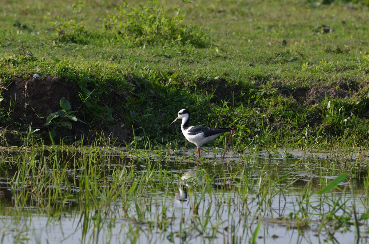 Black-necked Stilt - ML494757421