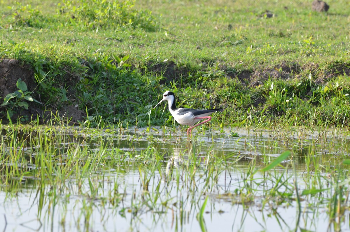 Black-necked Stilt - Francisco Gambino