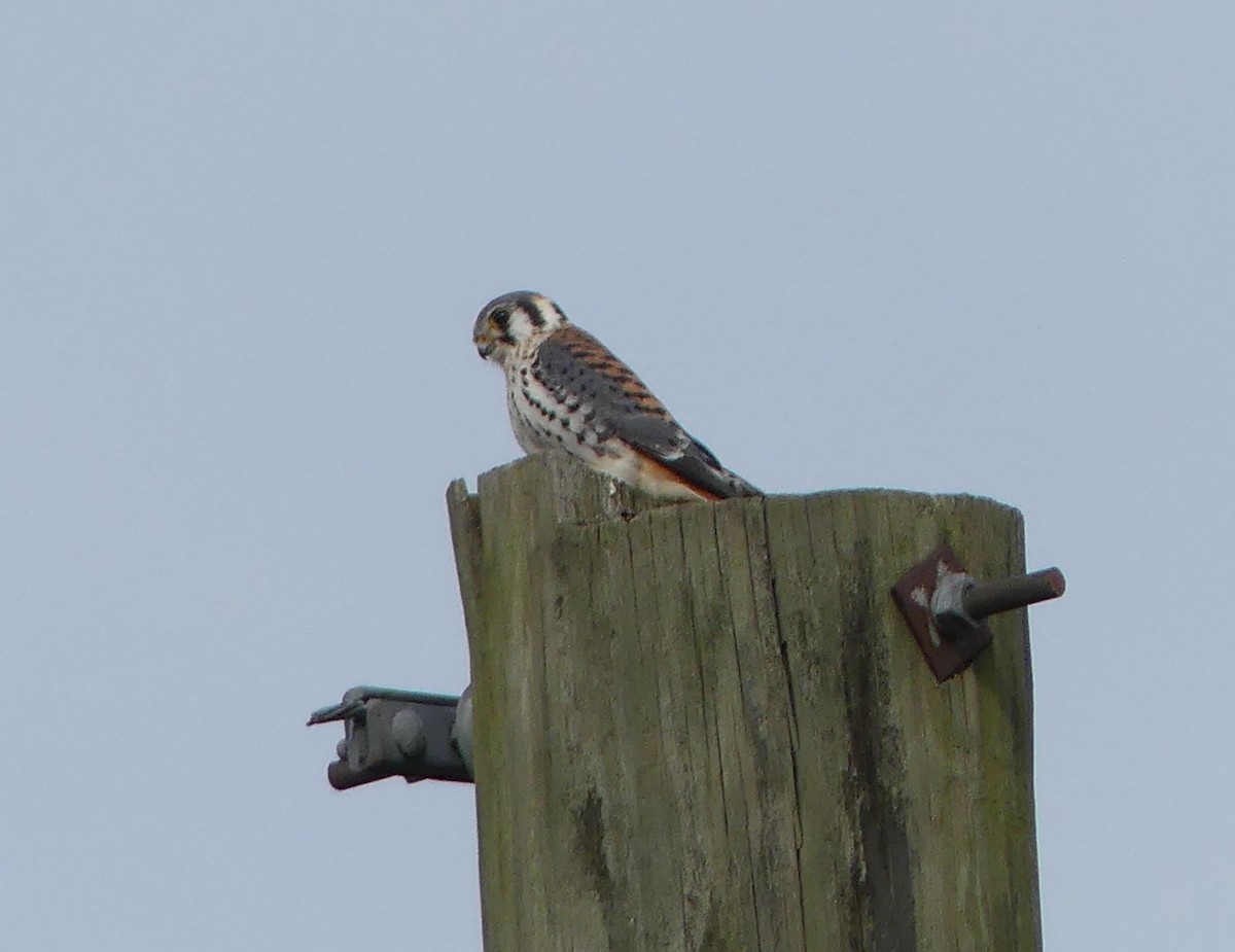 American Kestrel - ML494757611