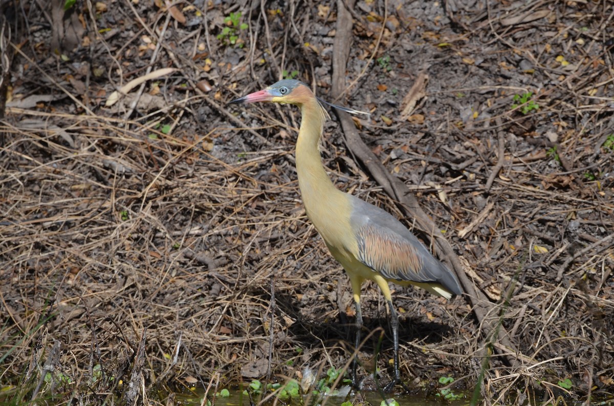 Whistling Heron - ML494757881