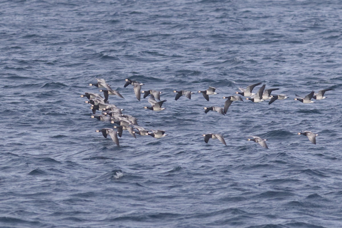 Barnacle Goose - ML494757931