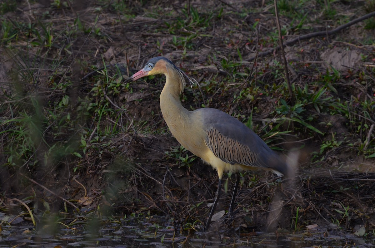 Whistling Heron - Francisco Gambino