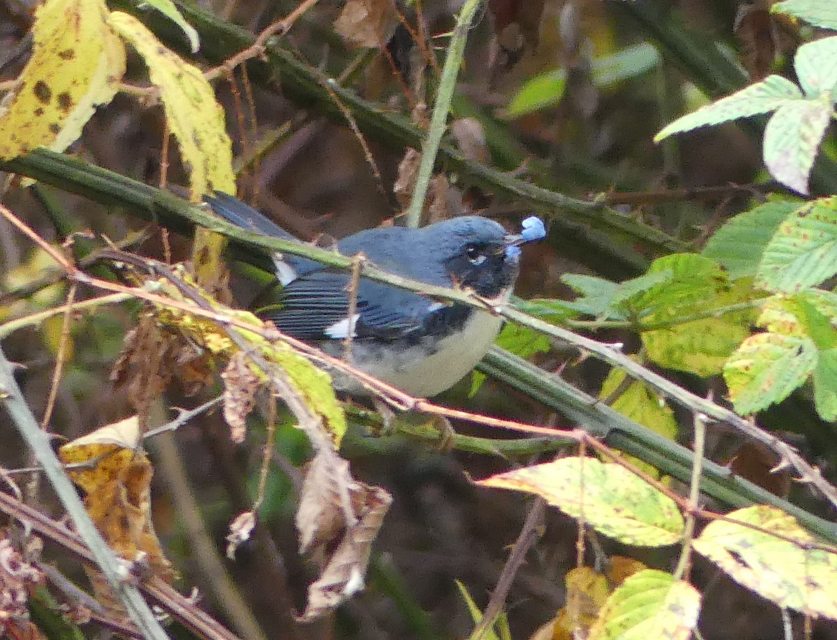 Black-throated Blue Warbler - Emily Huang