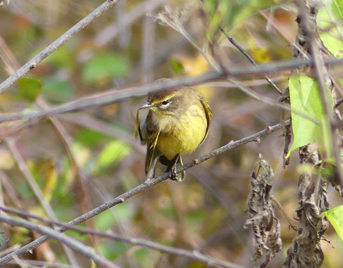 Palm Warbler - ML494758341