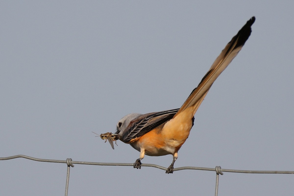 Scissor-tailed Flycatcher - ML494758571