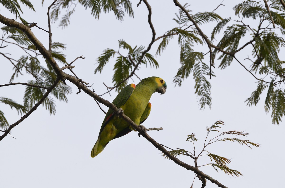 Turquoise-fronted Parrot - ML494758701