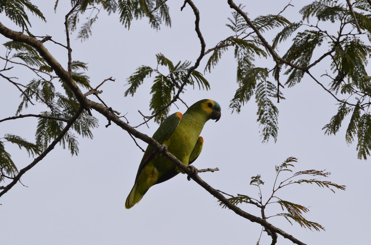 Turquoise-fronted Parrot - ML494758711
