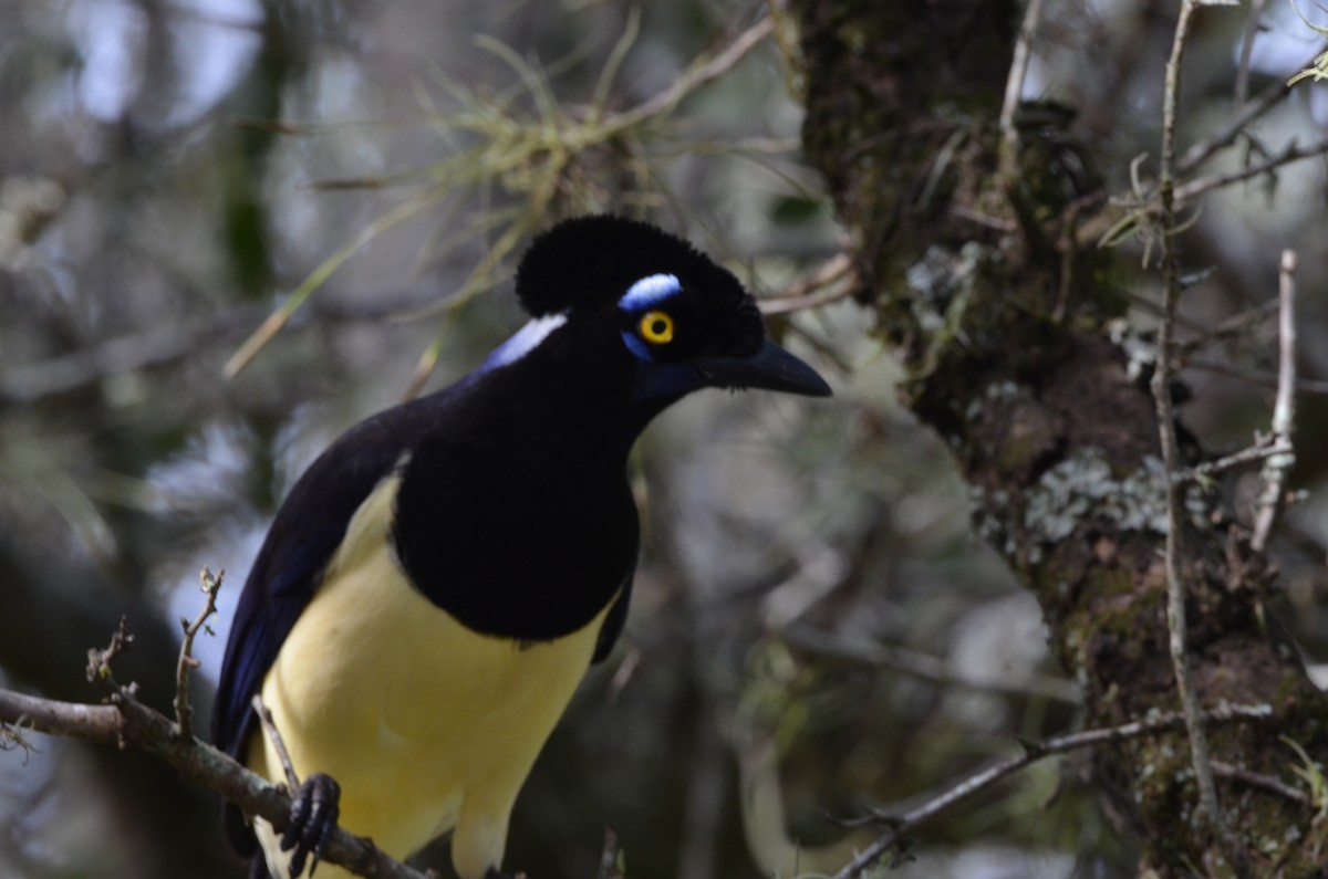 Plush-crested Jay - Francisco Gambino