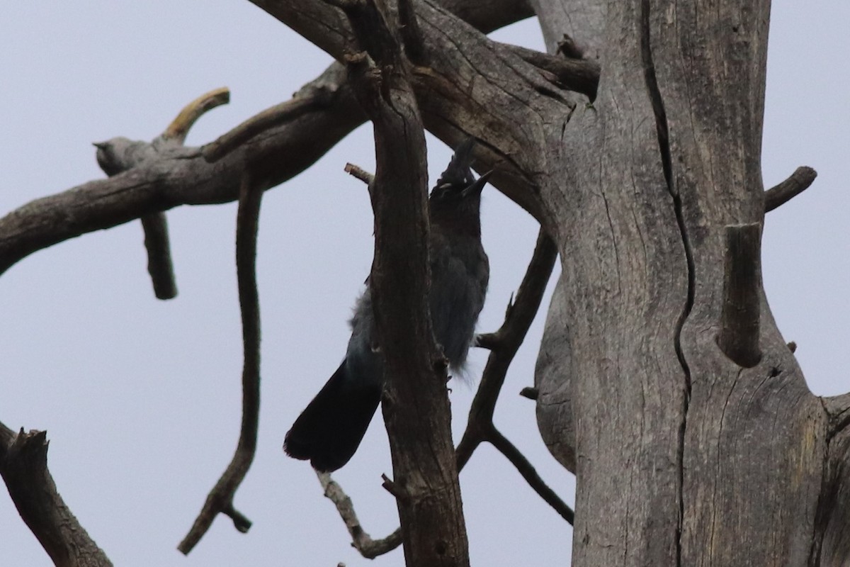 Steller's Jay - Sequoia Wrens
