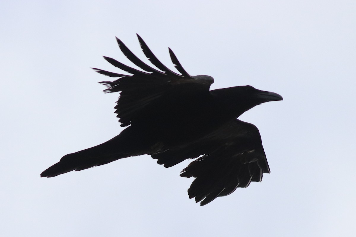 Common Raven - Sequoia Wrens