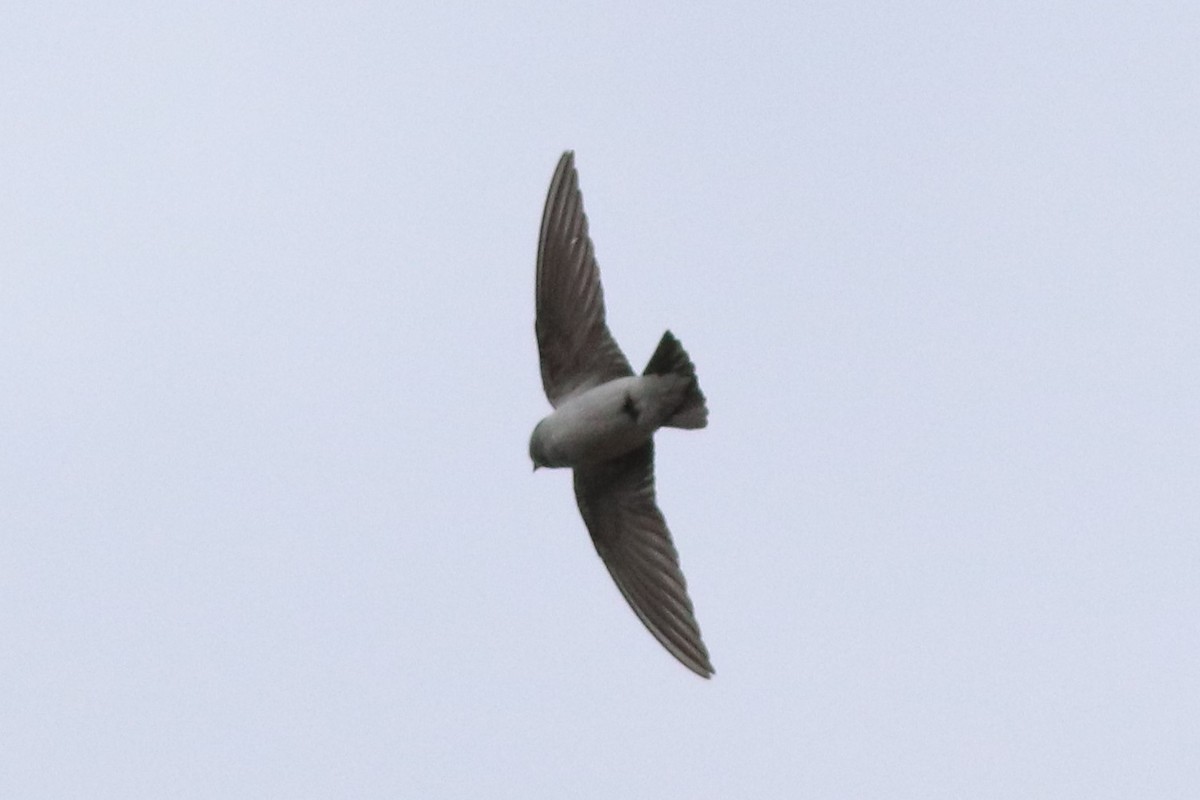 Violet-green Swallow - Sequoia Wrens