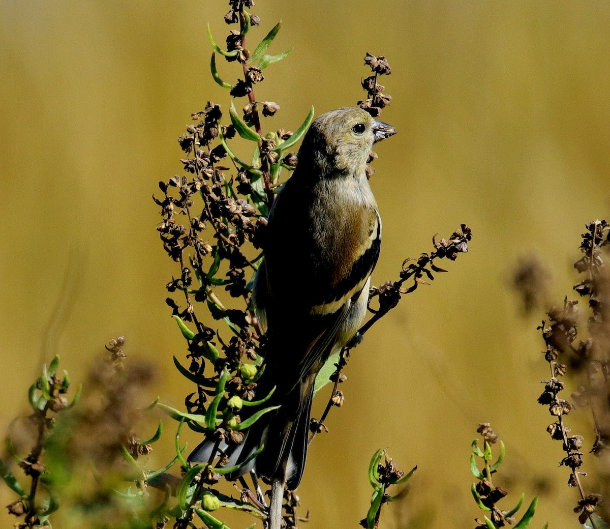 American Goldfinch - ML494761081