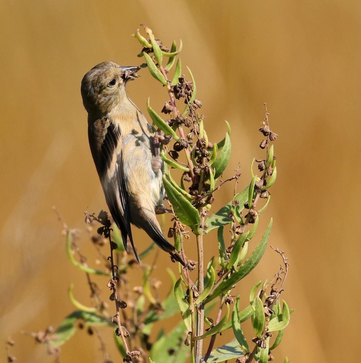 American Goldfinch - ML494761161