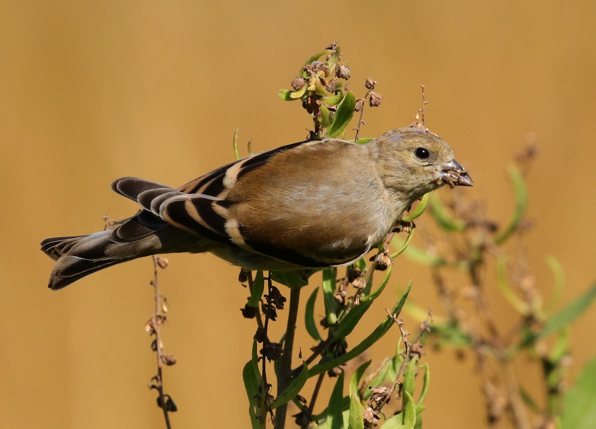 American Goldfinch - ML494761221