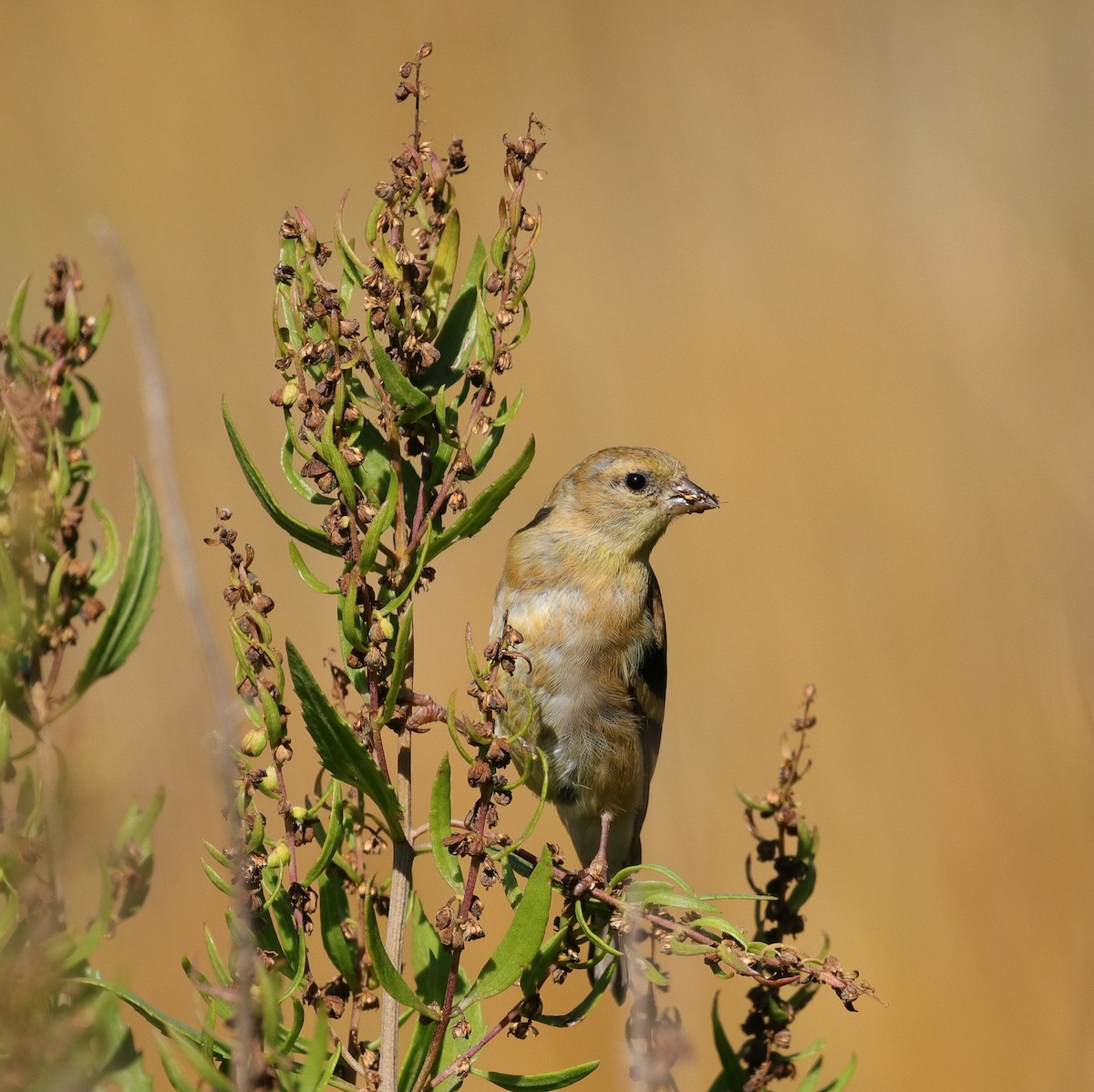 American Goldfinch - ML494761251