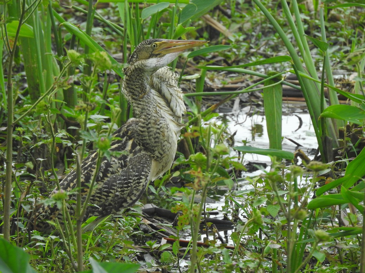 Pinnated Bittern - ML494761371