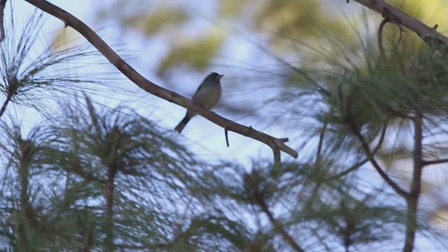 Gran Canaria Blue Chaffinch - ML494761411