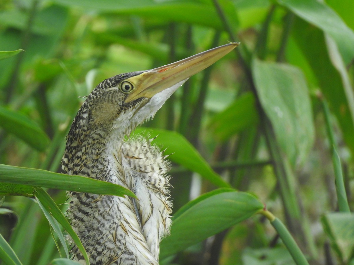 Pinnated Bittern - ML494761541