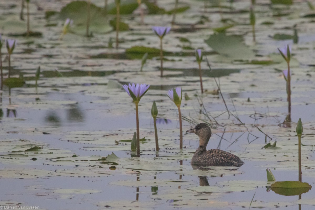 White-backed Duck - ML494761811