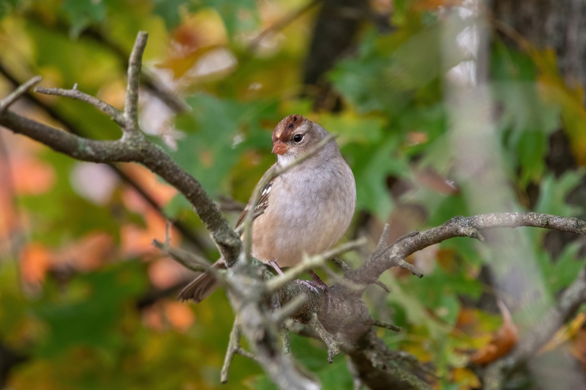 White-crowned Sparrow - ML494762721