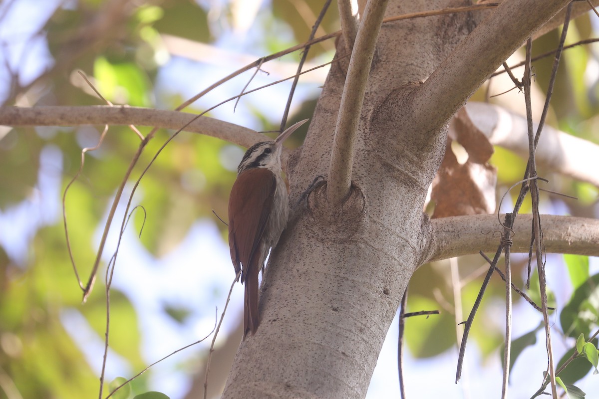 Narrow-billed Woodcreeper - ML494763021