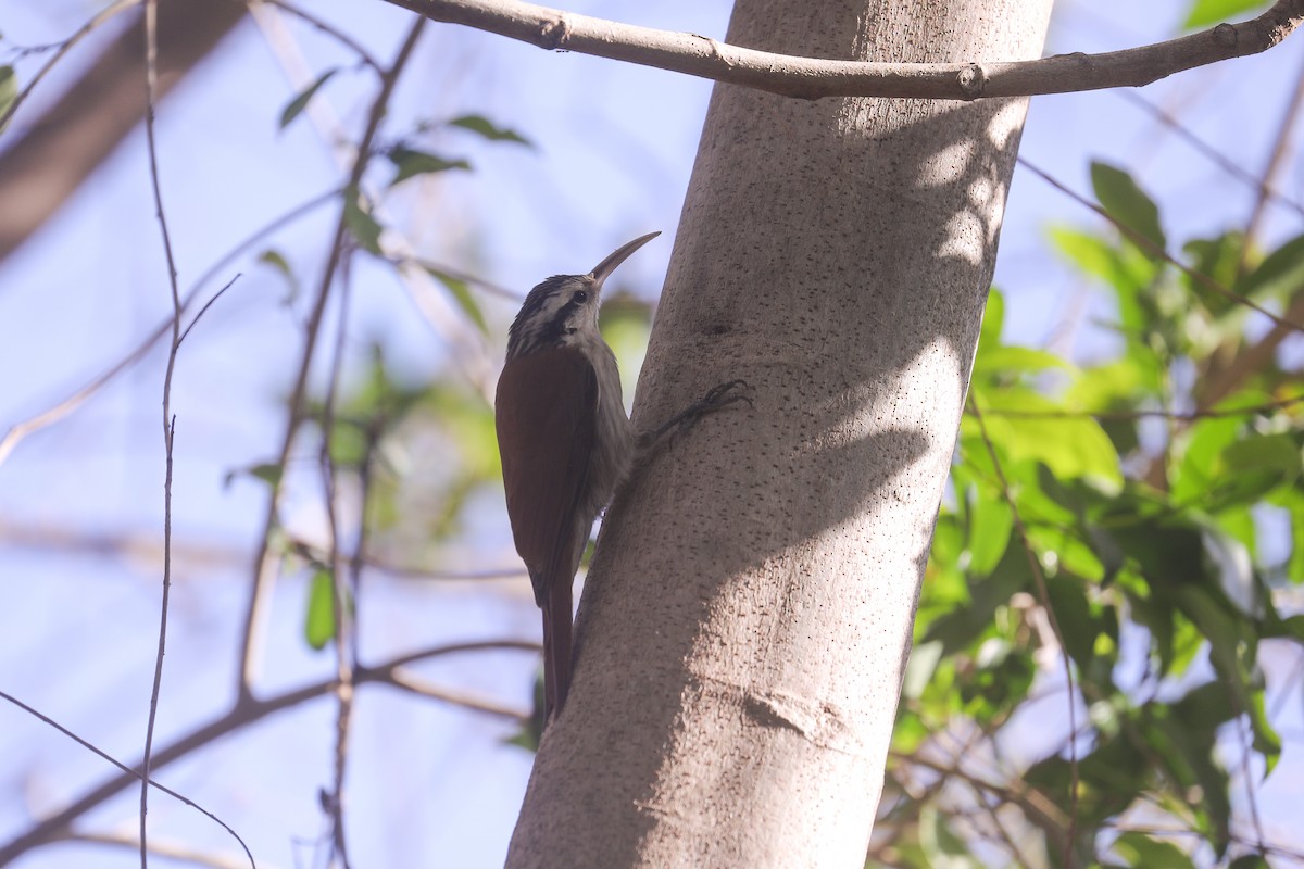 Narrow-billed Woodcreeper - ML494763031