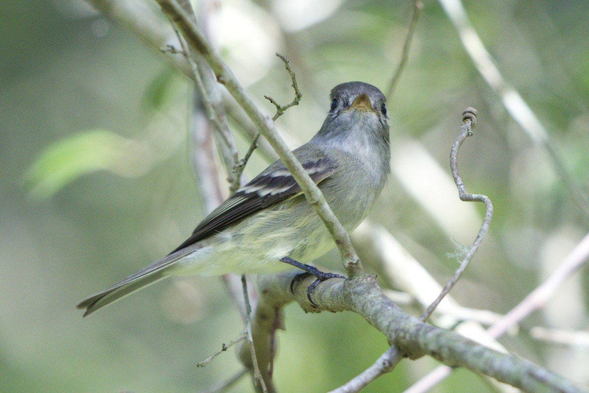 Hammond's Flycatcher - Tasso  Cocoves