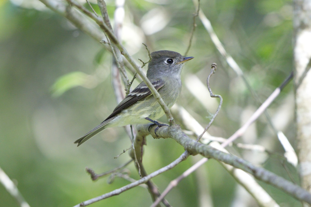 Hammond's Flycatcher - ML494763061