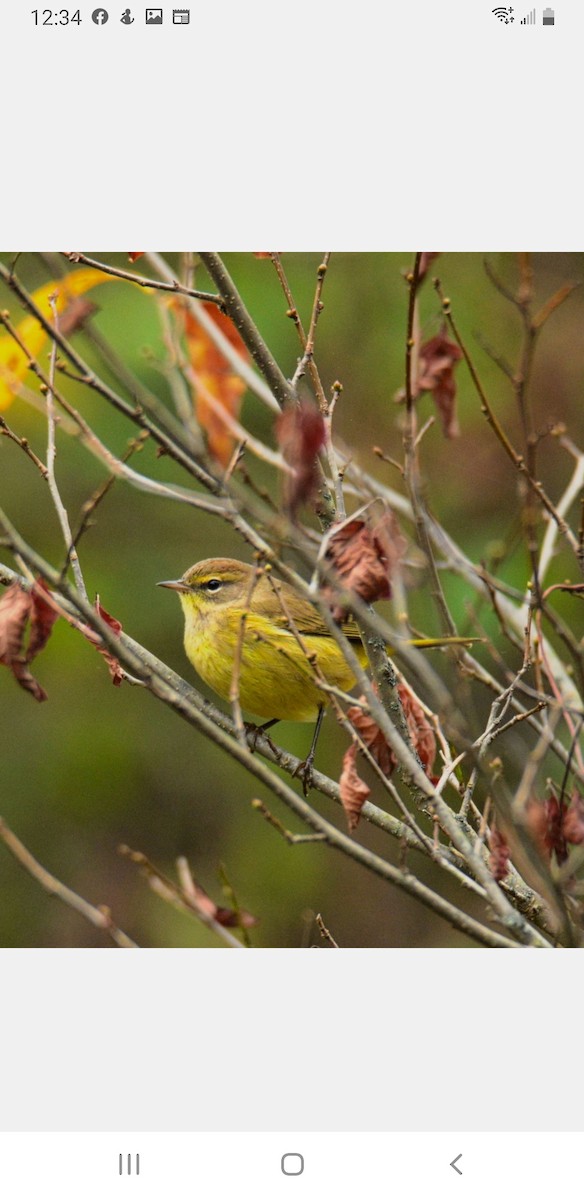 Palm Warbler (Yellow) - ML494763621