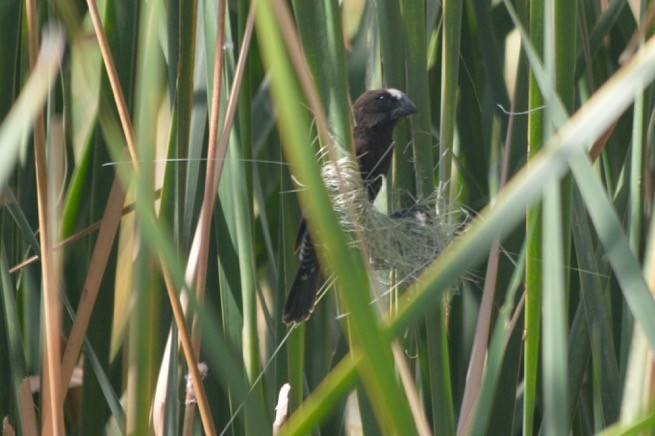 Grosbeak Weaver - ML49476421