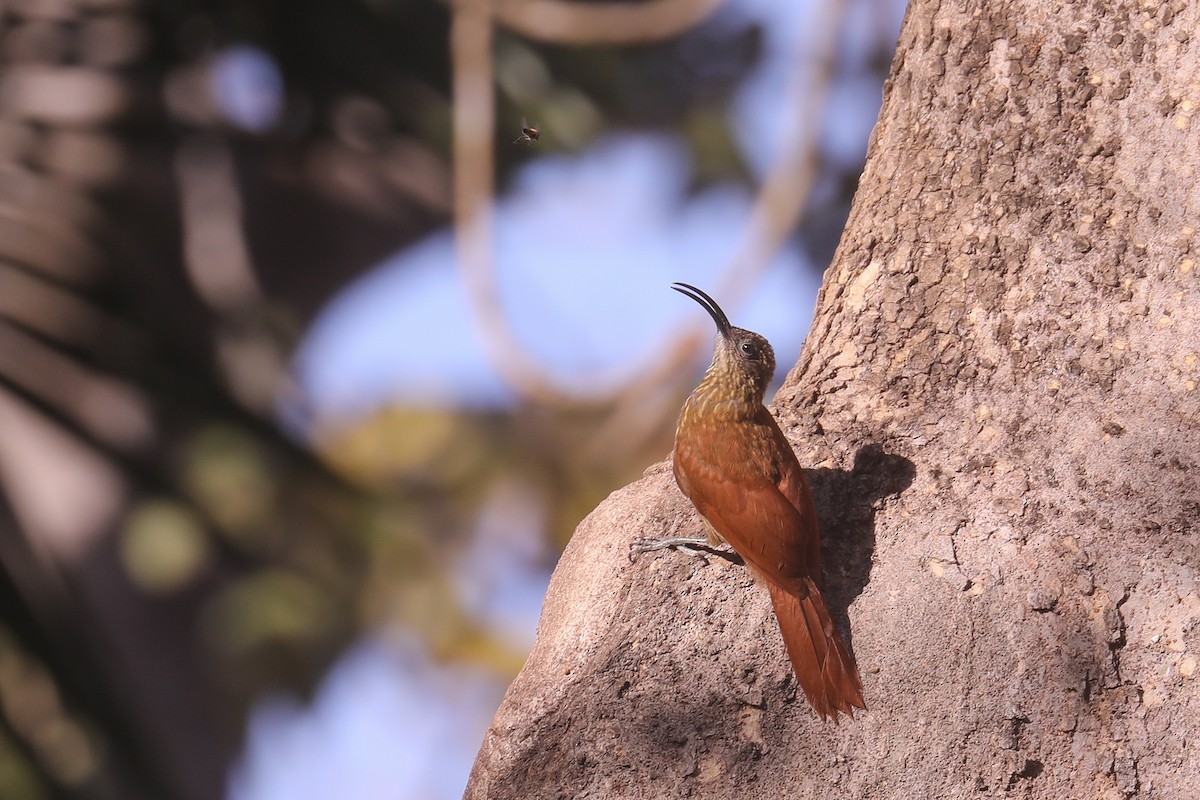 Red-billed Scythebill - ML494765531