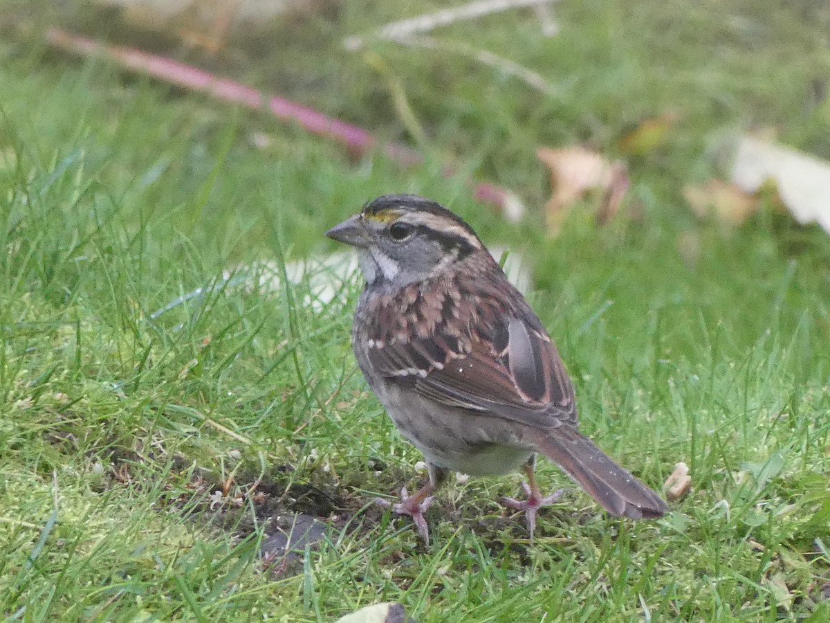 White-throated Sparrow - Gus van Vliet