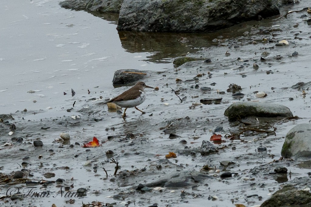 Spotted Sandpiper - Susan Guilford