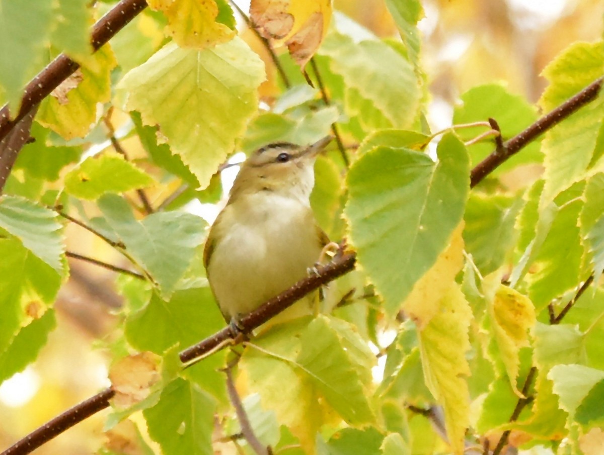 Red-eyed Vireo - roger beaupre
