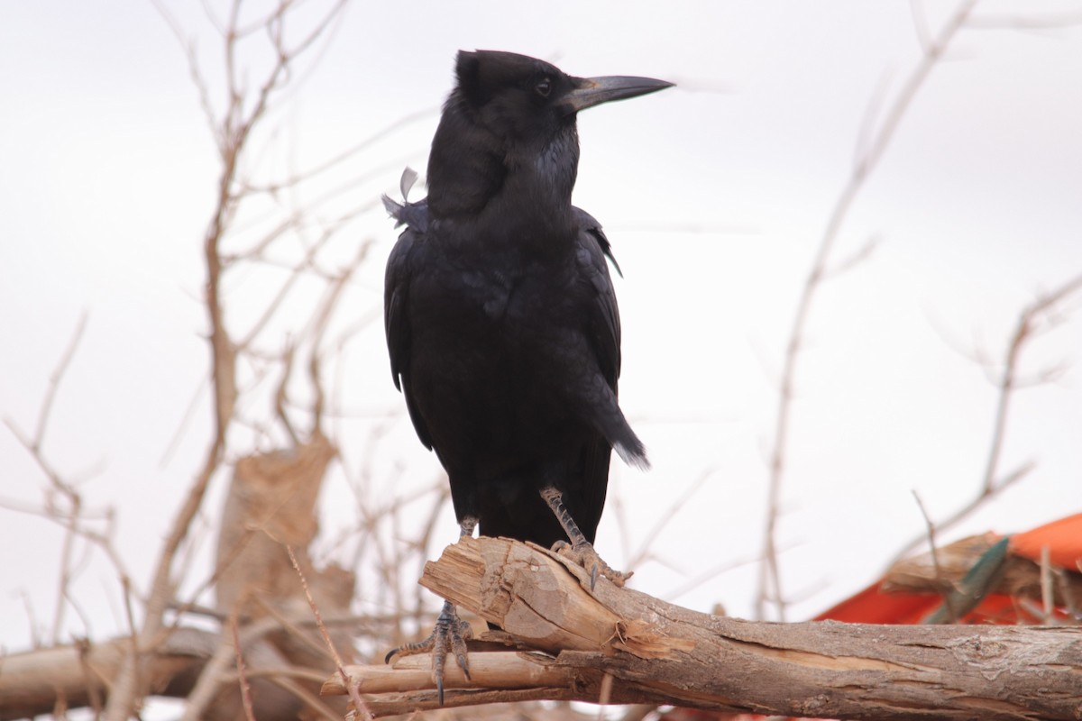 Somali Crow - ML494768001