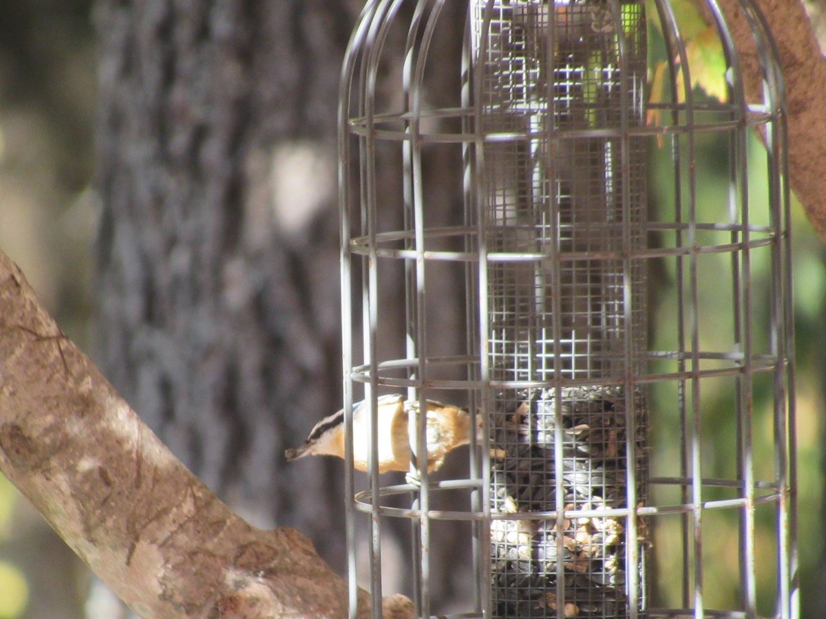 Red-breasted Nuthatch - ML494768051