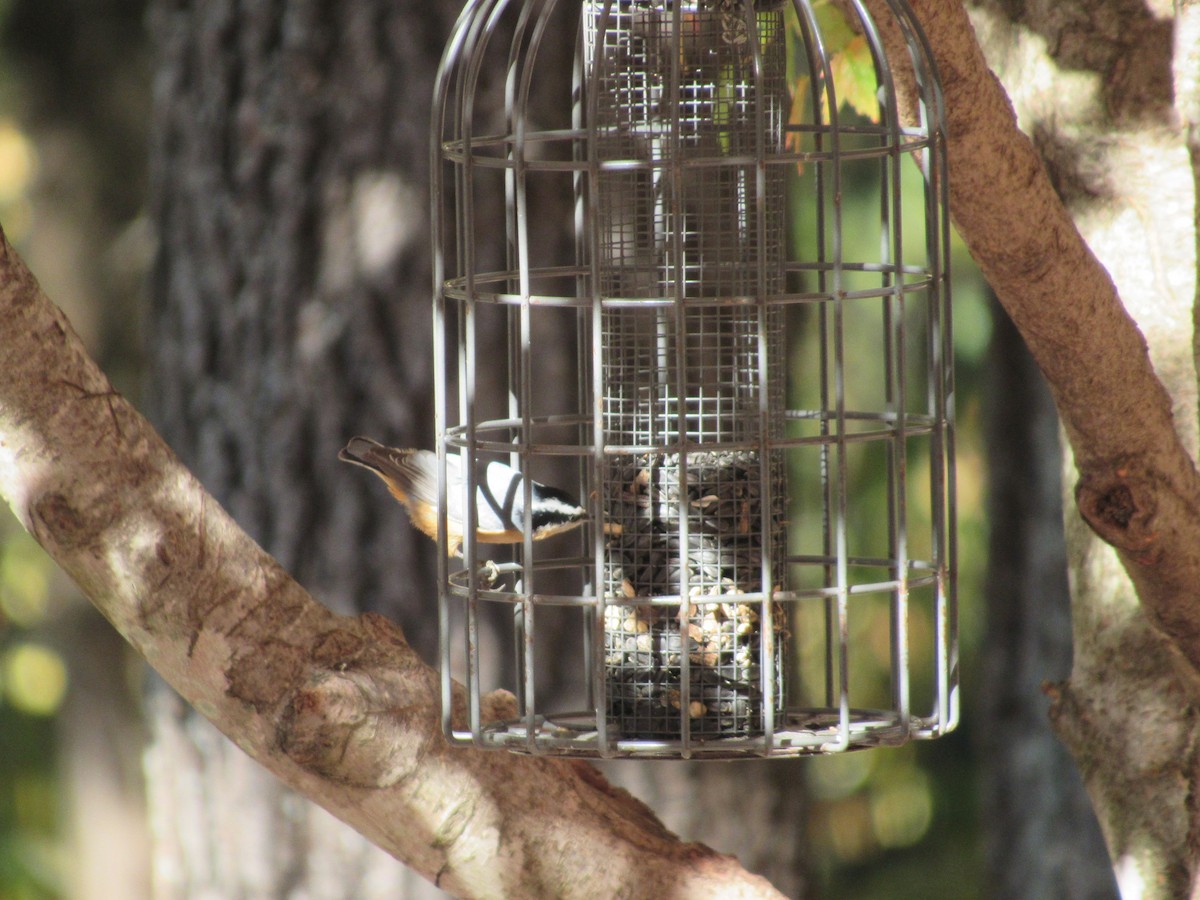 Red-breasted Nuthatch - ML494768081