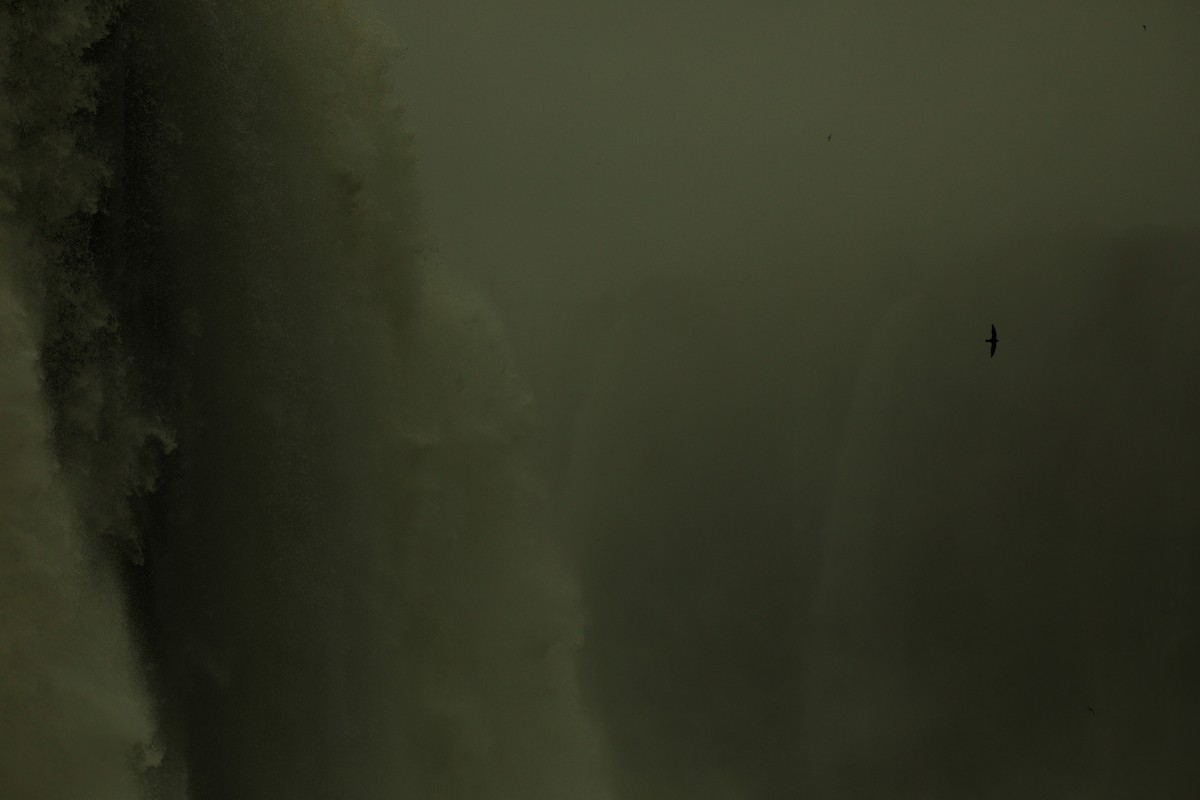 オオムジアマツバメ - ML494768301