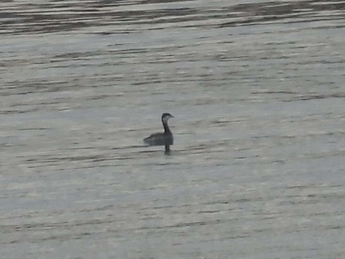 Horned Grebe - Lisa Schibley