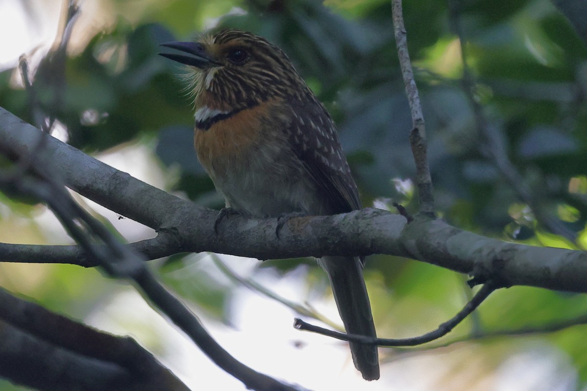 Crescent-chested Puffbird (Lesser) - Fabio Olmos