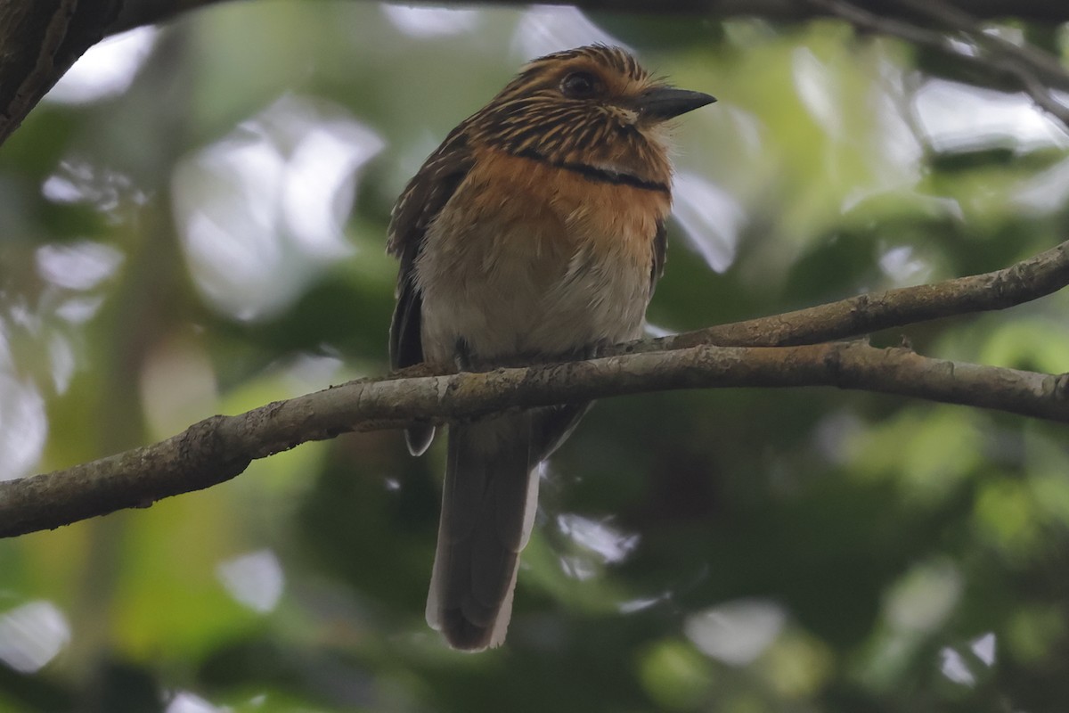 Crescent-chested Puffbird (Lesser) - ML494769701