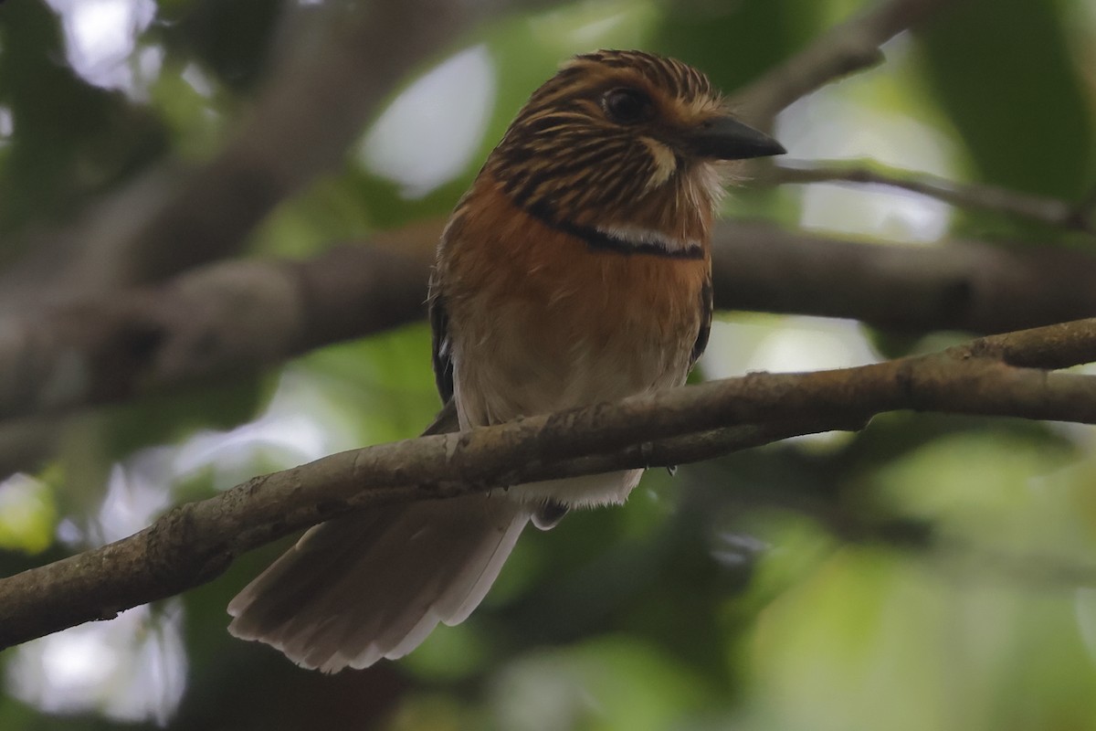 Crescent-chested Puffbird (Lesser) - ML494769731