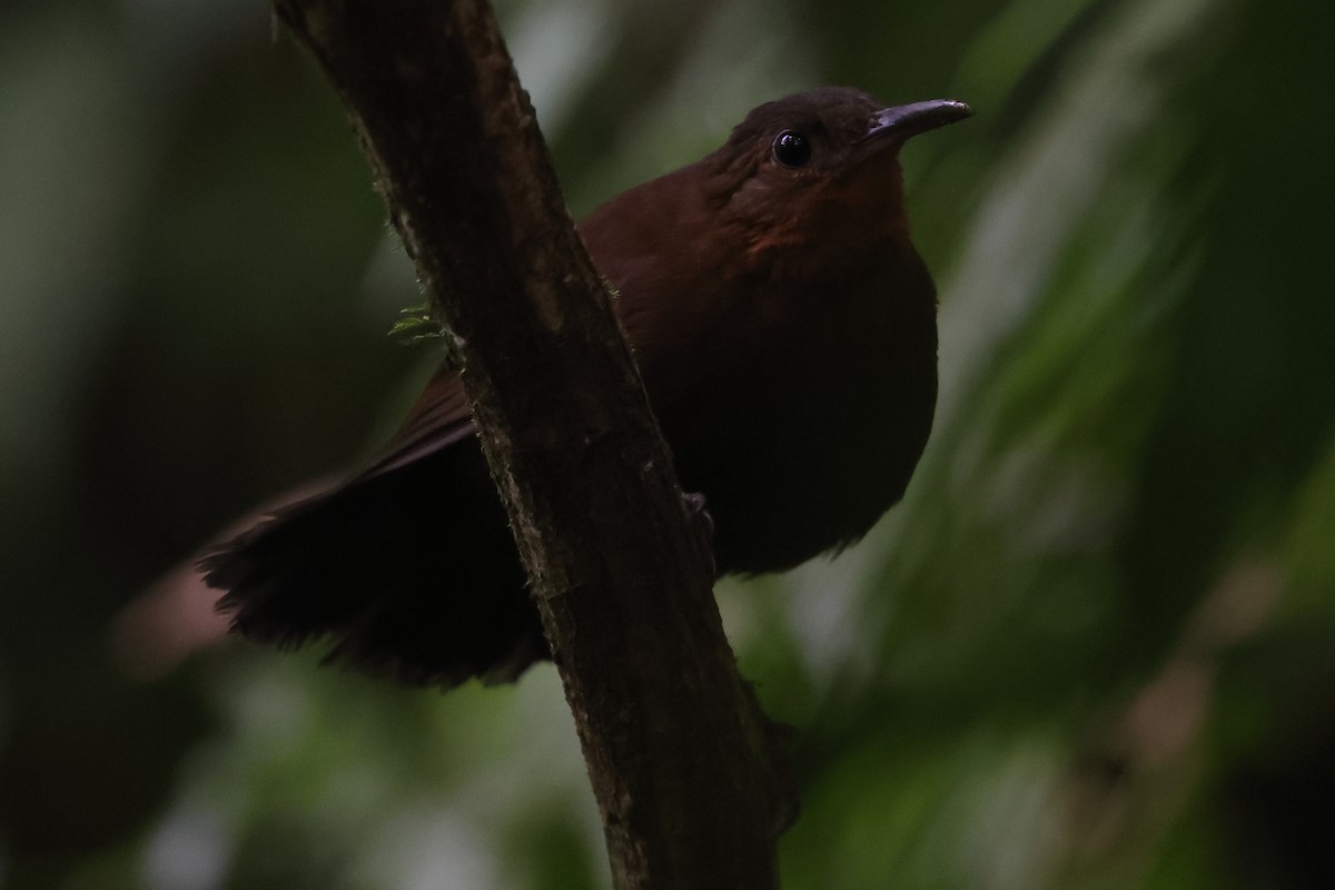 South American Leaftosser (Atlantic) - ML494771491