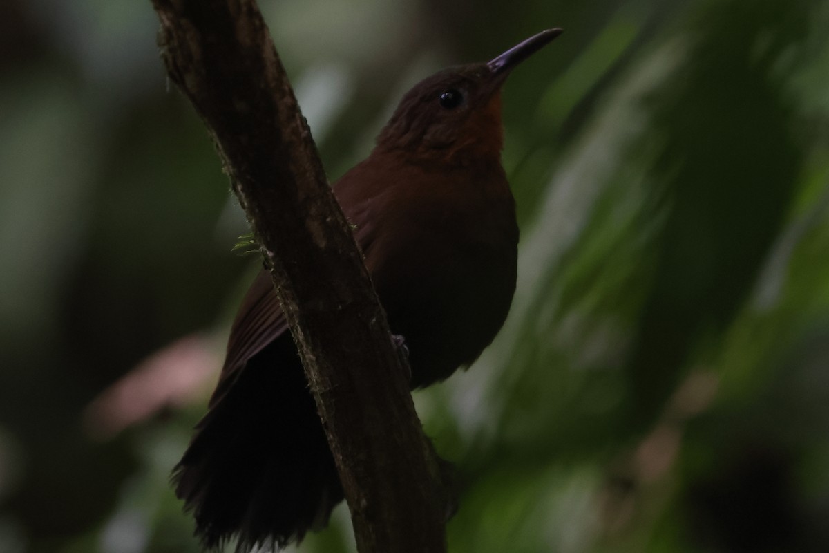 South American Leaftosser (Atlantic) - ML494771501