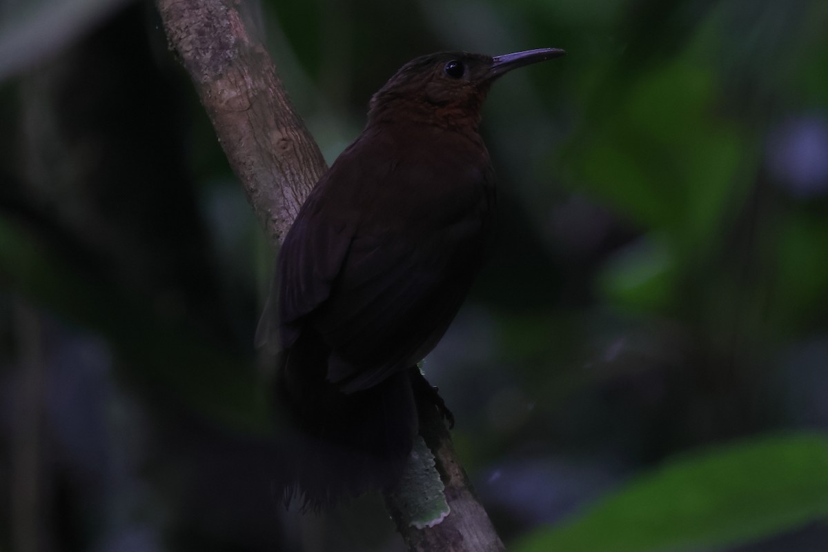 South American Leaftosser (Atlantic) - ML494771521