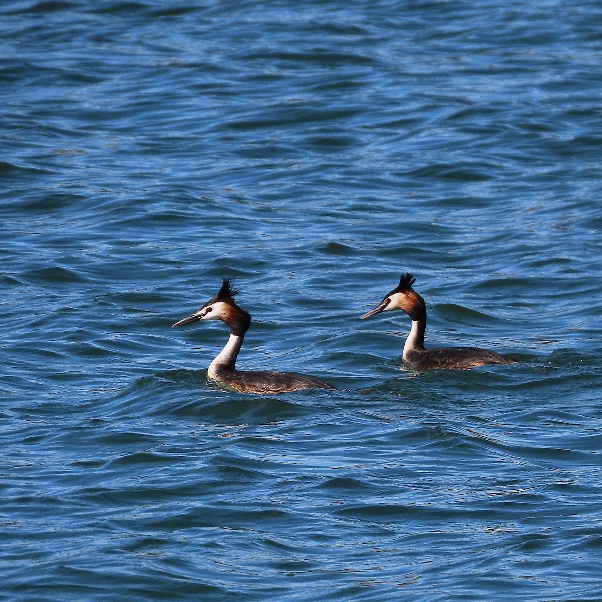 Great Crested Grebe - ML494773341