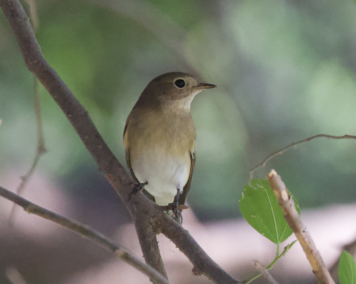 Red-breasted Flycatcher - ML494773621