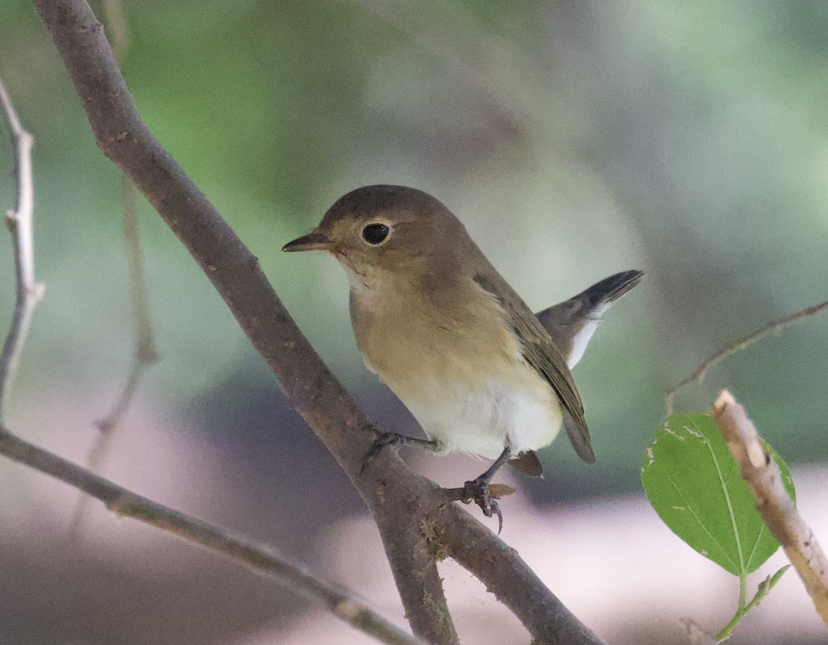 Red-breasted Flycatcher - ML494773891