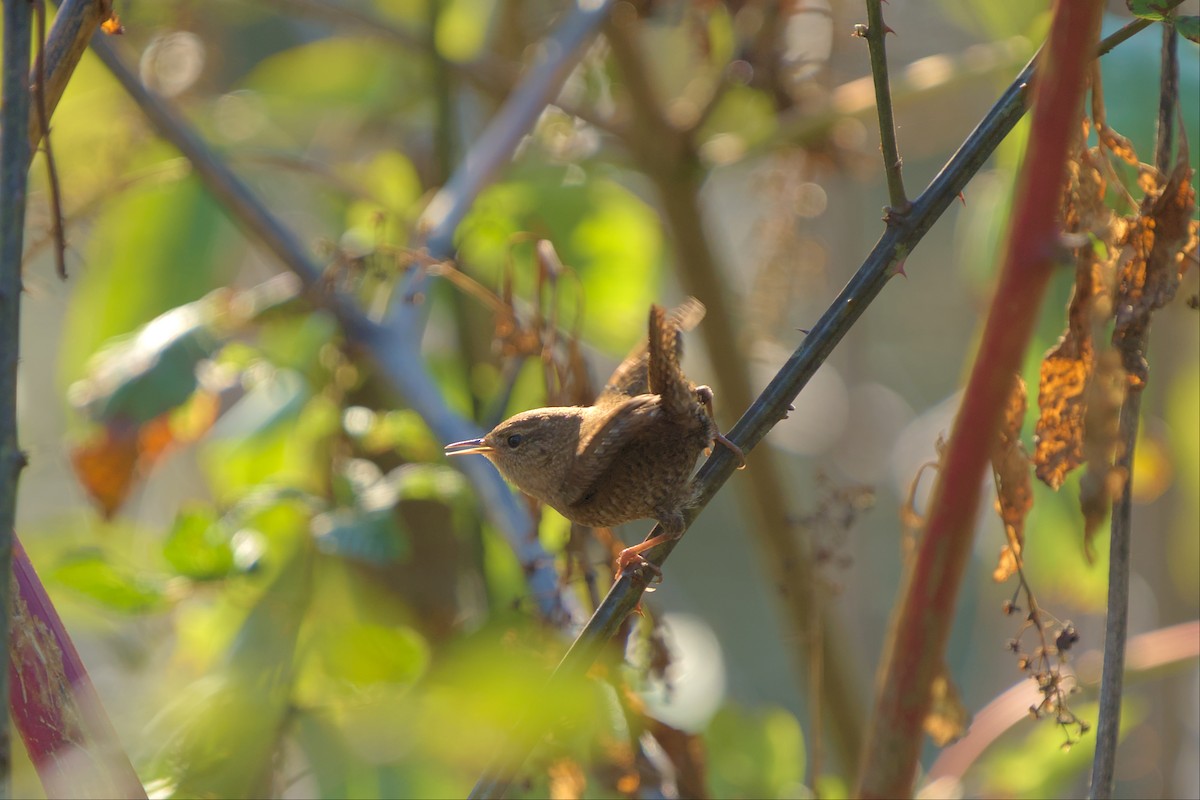 Winter Wren - ML494774101