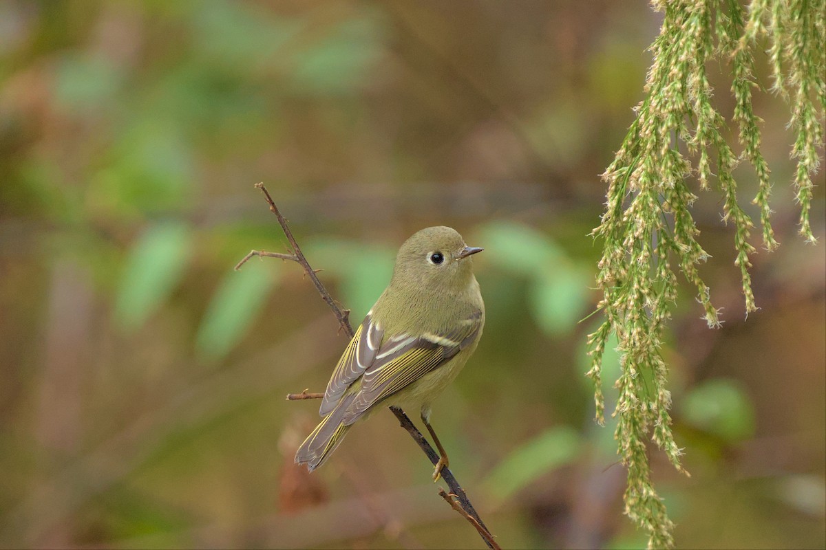 Ruby-crowned Kinglet - ML494774201